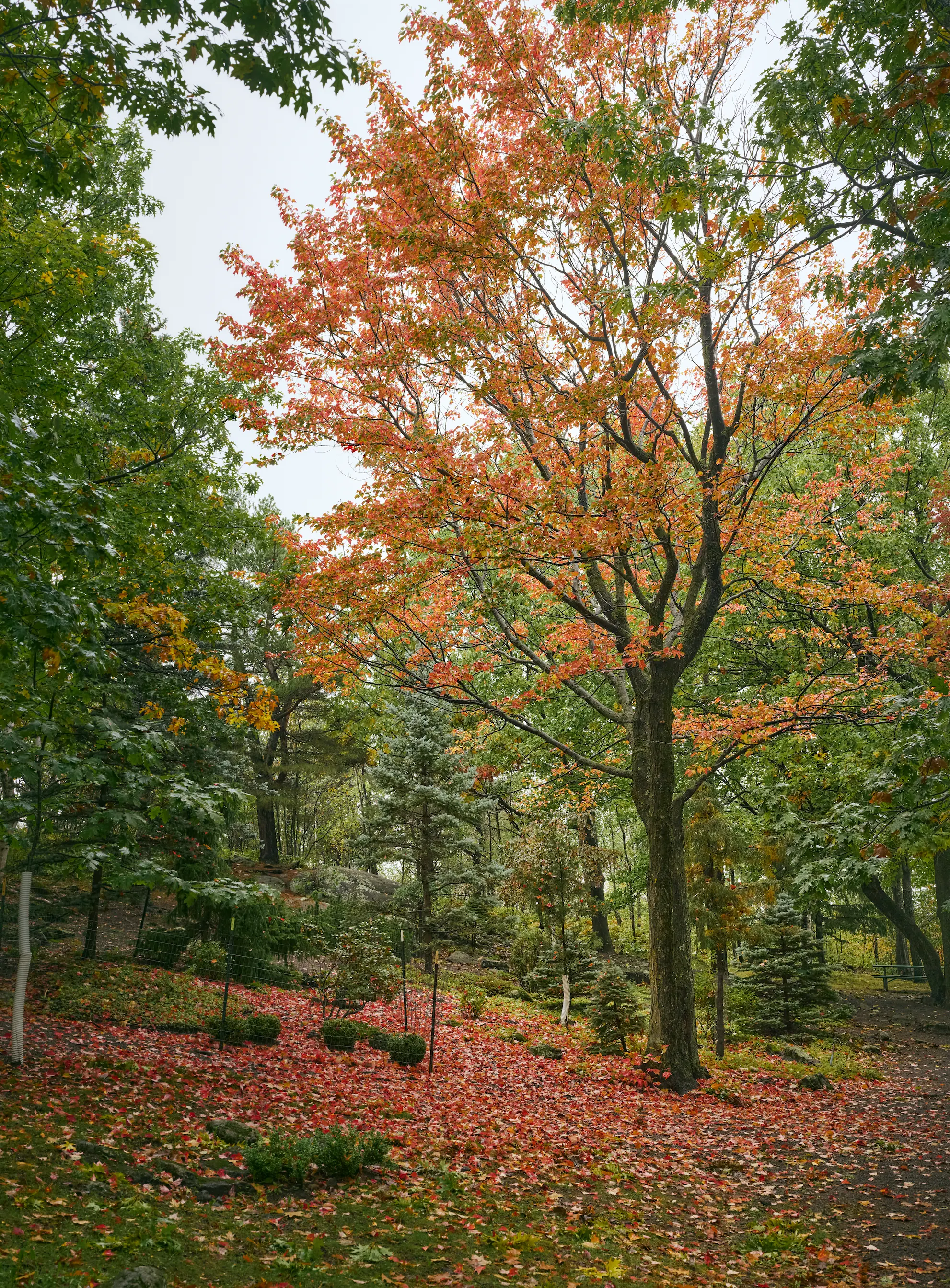 A large, brightly-colored tree with orange leaves stands in the midst of a lush, green forest.
